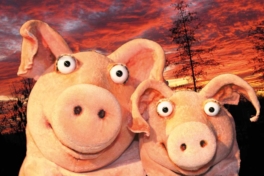 Piggeldy-Frederick-im-Sonnenuntergang