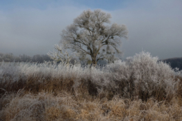 Baum im Winter am TuS Weg